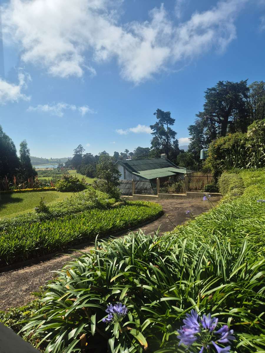 A garden path between banks of agapanthus, a green-roofed building and trees beyond.